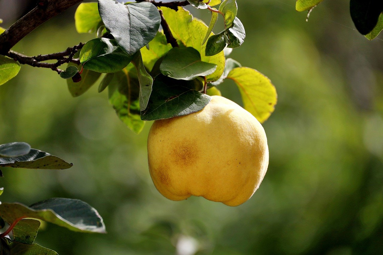 Creating and Maintaining an Organic Orchard